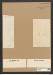 Rhabdonema sp. (de-Toni-Nr.: Genus 95) Zeichnungen Sammlung Grunow Nr. 6302 (NHMW-BOT-W0374927)